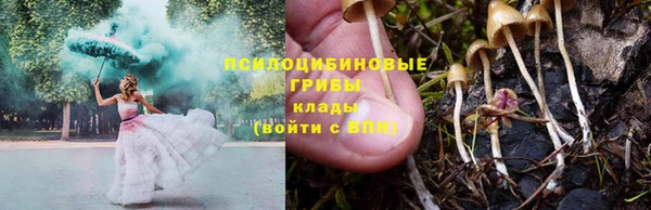 прущие грибы Семикаракорск